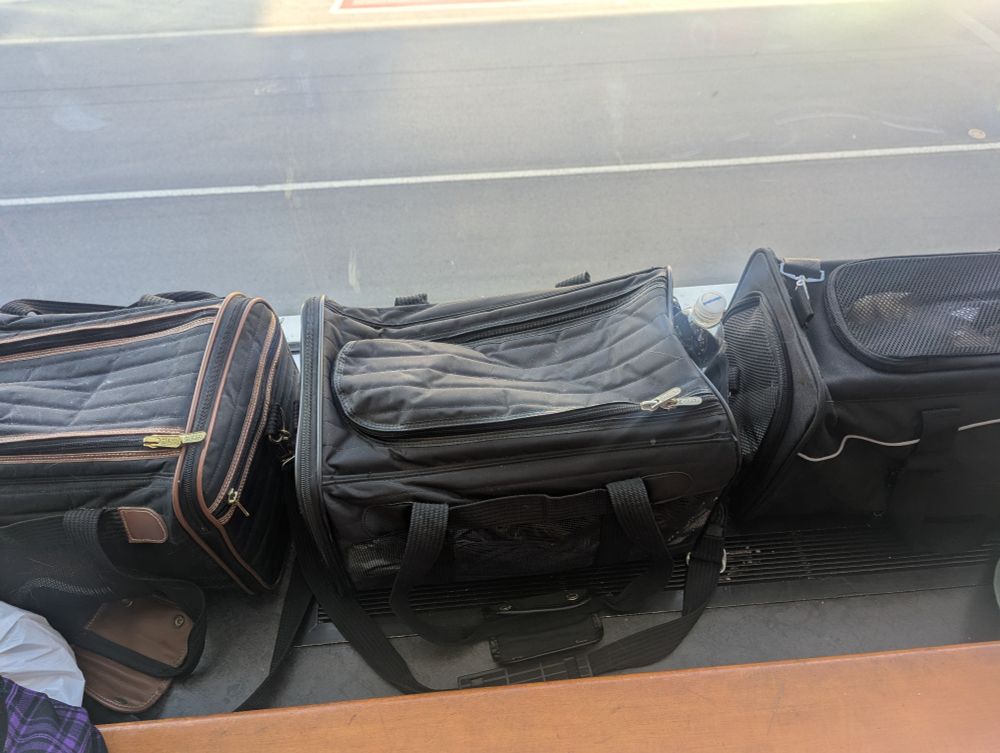 Three cat carriers in front of a window at an airport.