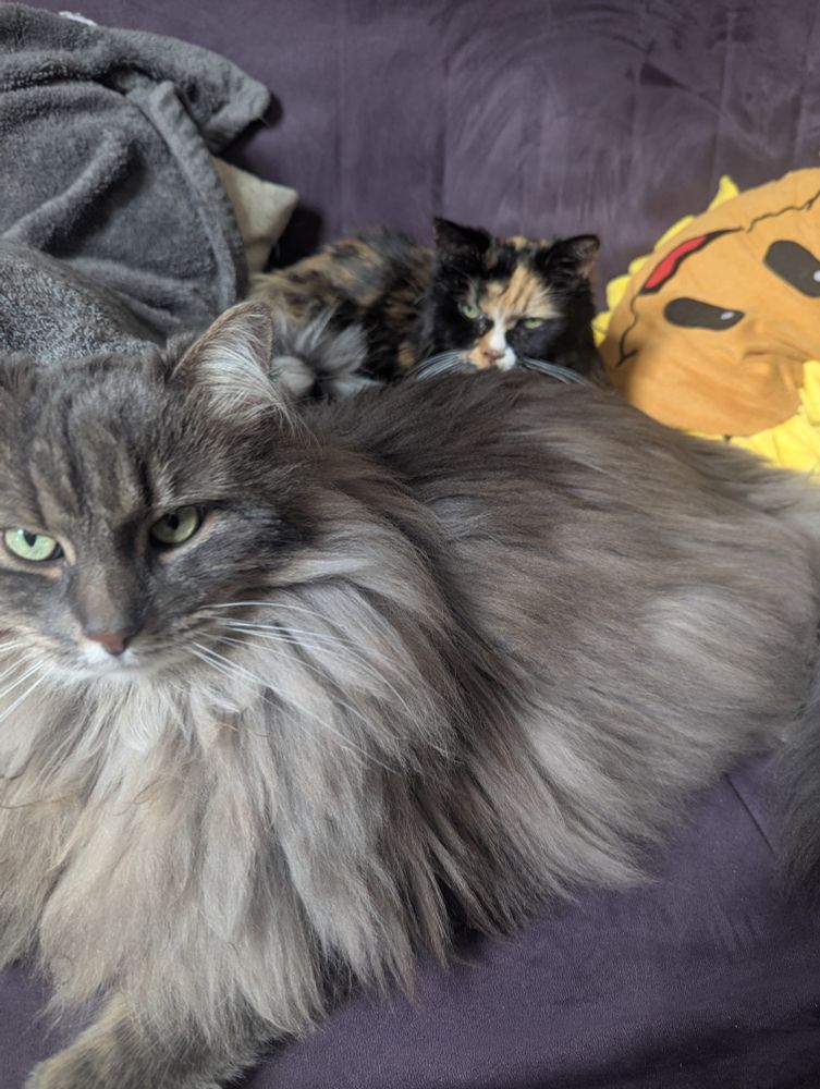 A huge, fluffy grey cat lounges on a purple couch in front of a small, fluffy calico cat.