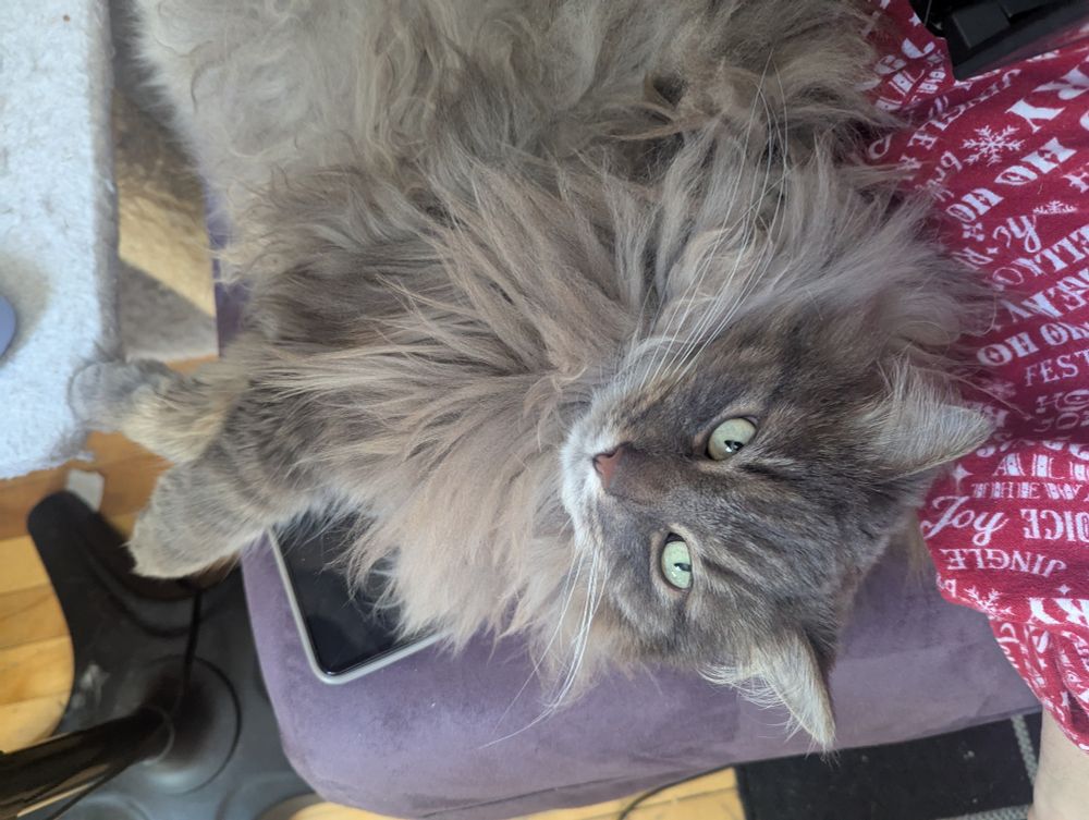 A fluffy gray cat lounges on a purple couch. The corner of a cell phone is visible beneath her.