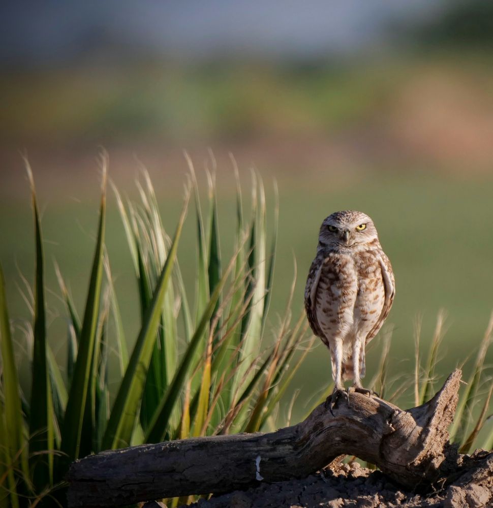 Burrowing owl posing on a log. There's a spiky green plant next to it and  a green field in the background.