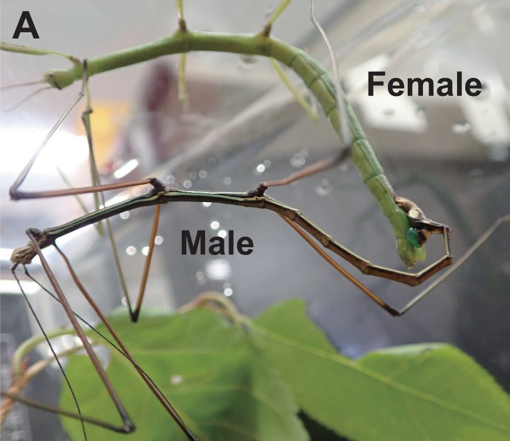 Mating of the Japanese parthenogenetic stick insect Ramulus mikado