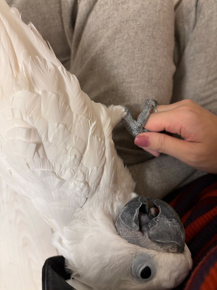 飼い主の膝に乗り、飼い主の体に頭をもたせかけて上目遣いで甘えているタイハクオウム。片方の脚で飼い主の指を握りしめている。