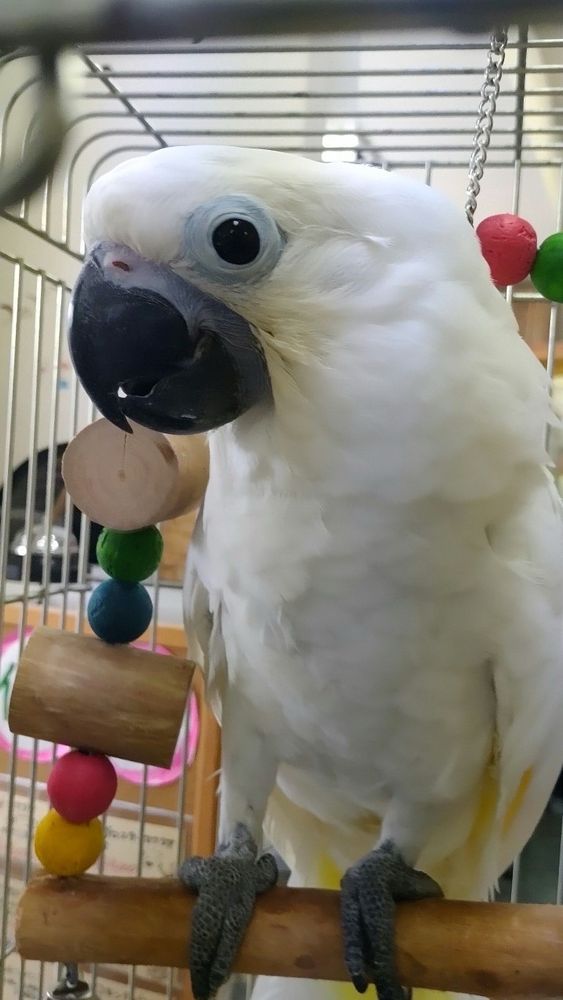 タイハクオウムの雛が木製ブランコに乗っているところ。少し顔を横に向けて、やや驚いたような緊張しているような表情で目がまん丸い。