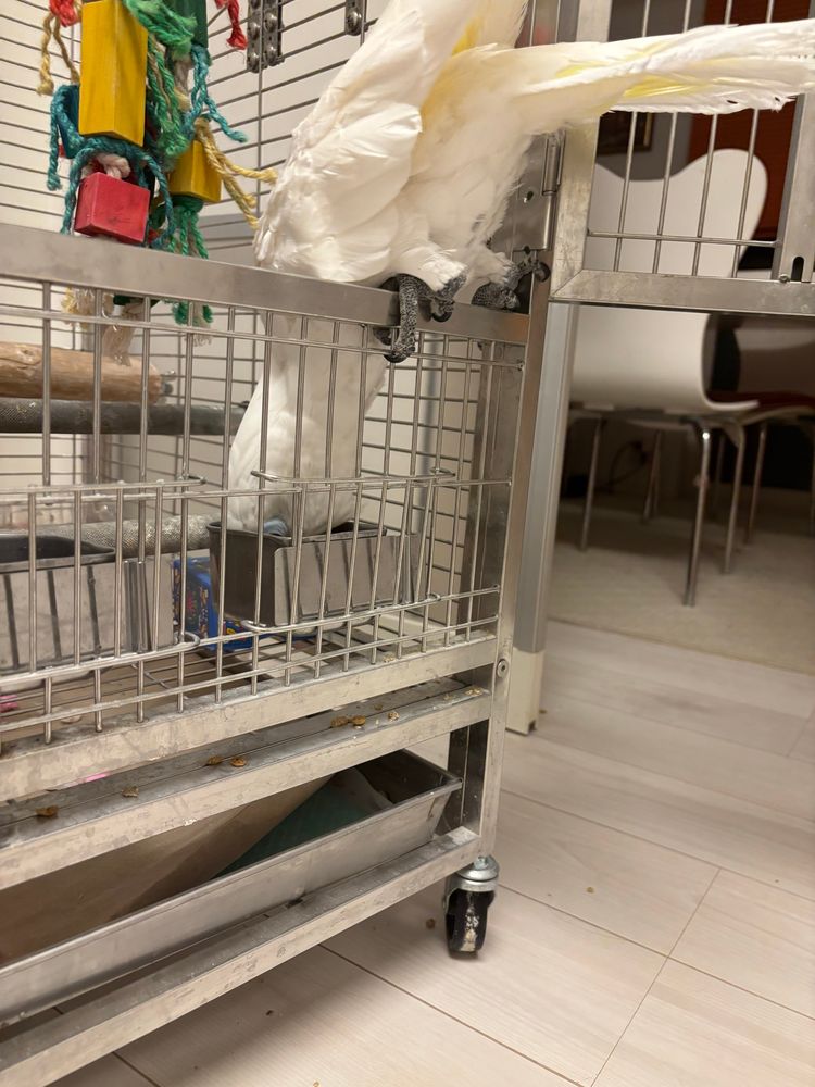 ケージの入り口に足だけ置いて、体を逆さにしてエサ箱に顔を突っ込んでいるタイハクオウム。身体を中に入れるとケージを閉められるので、ドアが閉まらない体勢をとっている。