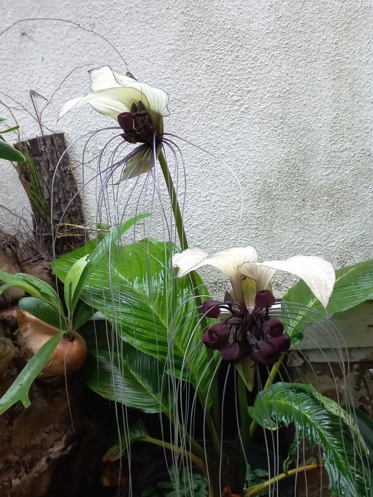 White bat flower (Tacca integrifolia) with 3 flowers - hand sized with a bunch of dark round structures in the centre, white wing like top bracts and very long filamentous bracts.