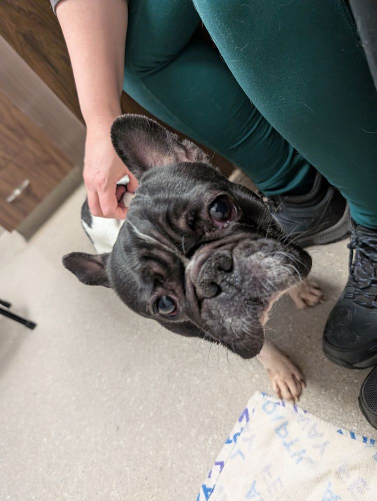 Photo of a French bulldog with very sad eyes in a veterinarian's office
