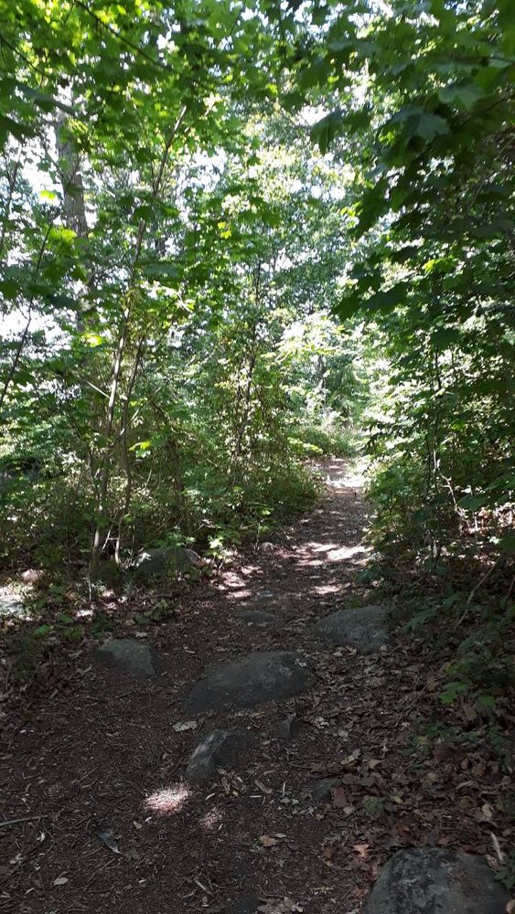 A barely sun-lit foot path surrounded by greenery.