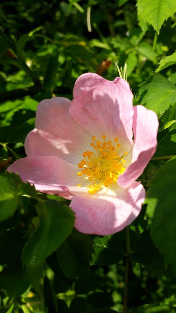 A rose with pink and white petals and a crown of yellow stamens in its center. The background is lushly green.