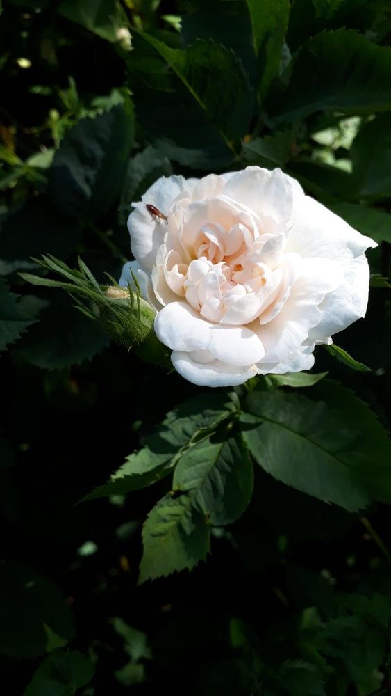 A semi-open white rose with a pink tinge with a small bud on the left. Behind them is a dark green foliage.