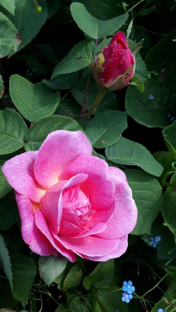 A hot pink rose with half of its petals open and a bud of the same rose on a backgound of dark foliage. In the right-hand corner a few blue forget-me-nots are hovering.