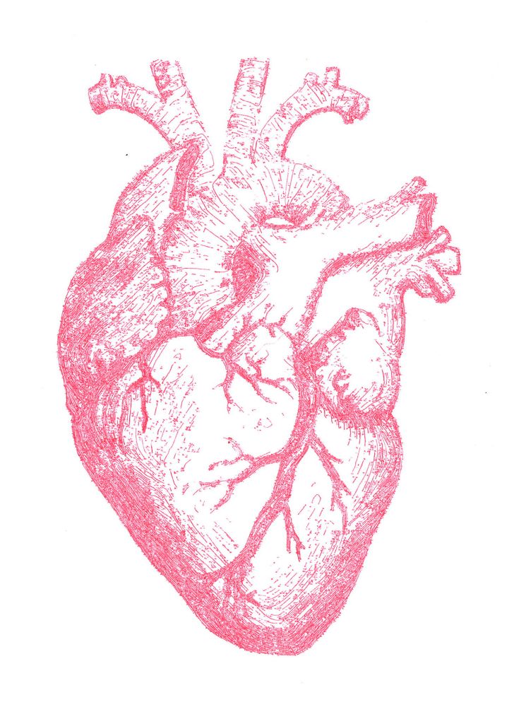 A plotter art image in red ink of an engraved anatomical drawing of a human heart.  This variation allows some areas to be fully white, and the background is empty. (Source image https://thegraphicsfairy.com/royalty-free-images-anatomical-heart-vintage/)
