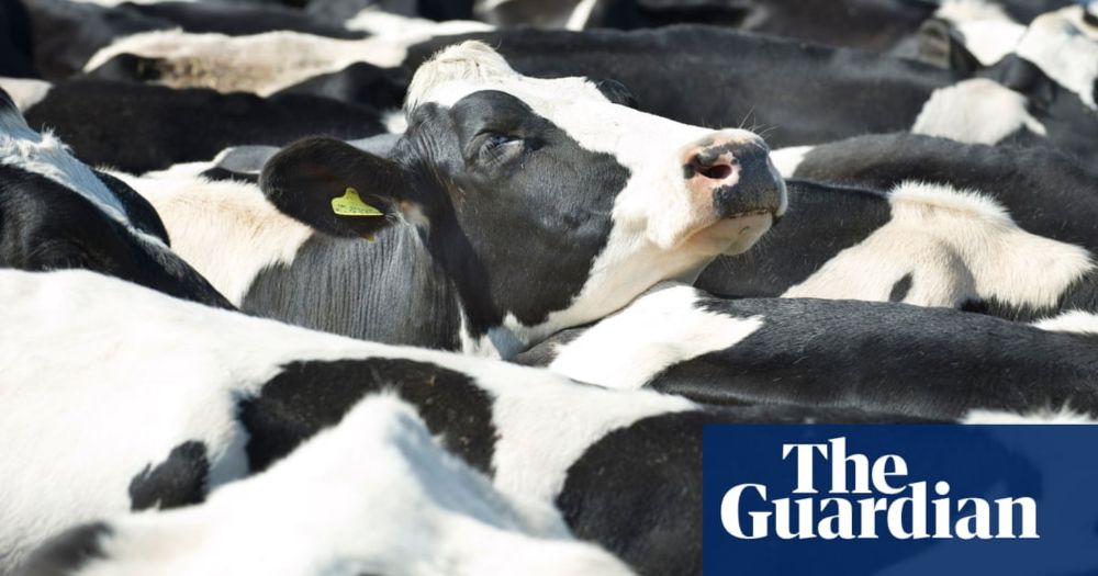 Europe’s farming lobbies recognise need to eat less meat in shared vision report