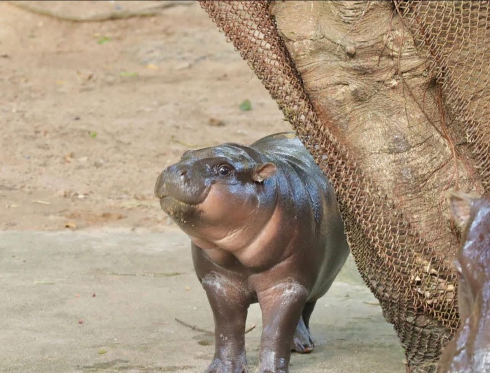 Moo Deng with a grin that says she is up to no good.