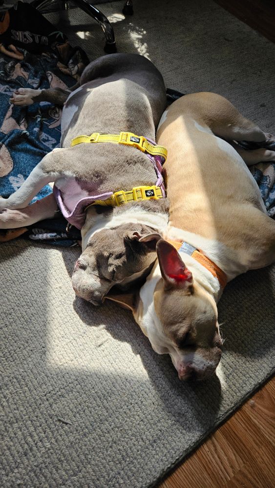 Two pitbulls laying on the floor, back to back, in the sun.   