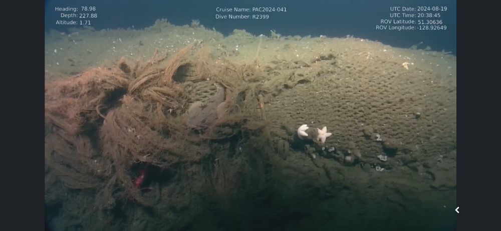 photo shows a large tangled trawl net full of deep sea life rolling around the sea floor.