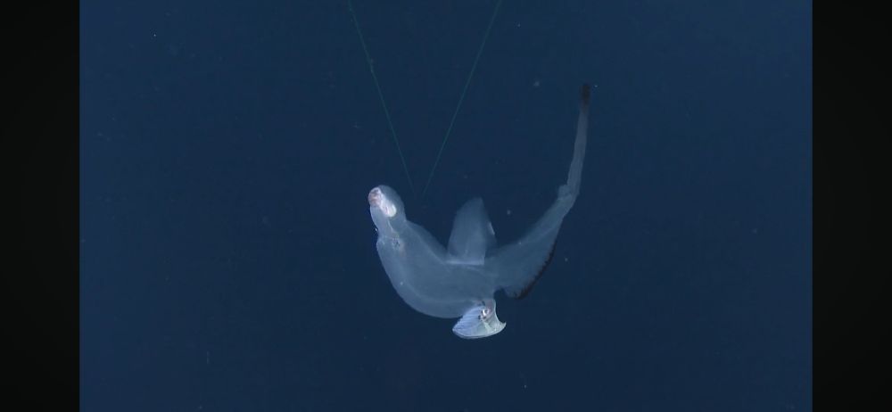 Big pelagic snail called a sea elephant in the water column. 