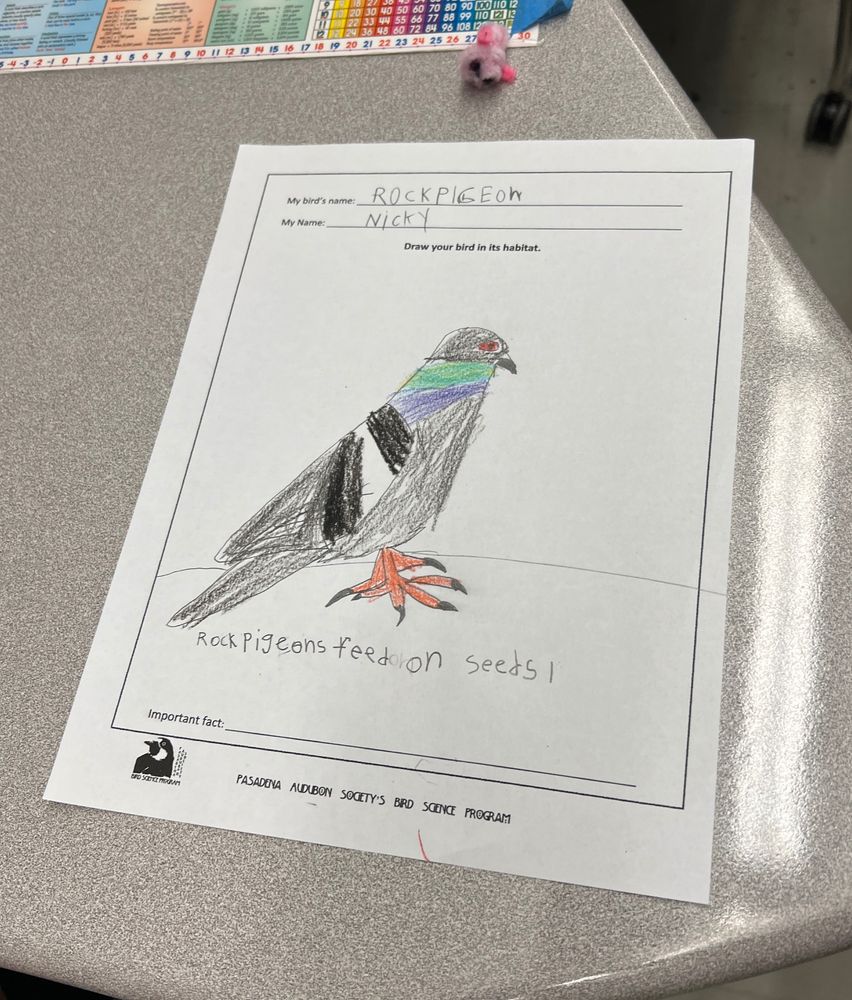 photo of a drawing of a pigeon made by a second grader.