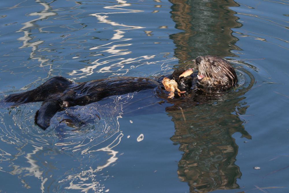Photo shows a brown sea otter floating on its back eating parts of an orange crab that it's holding on its stomach.