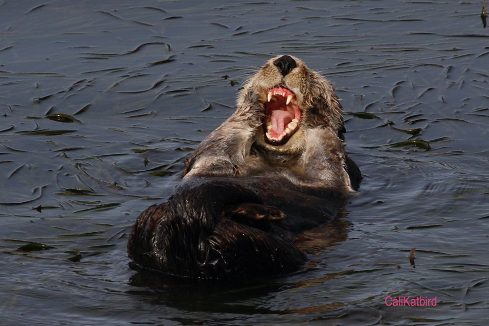 Photo shows a sea otter in the water with its mouth wide open, showing all its teeth.