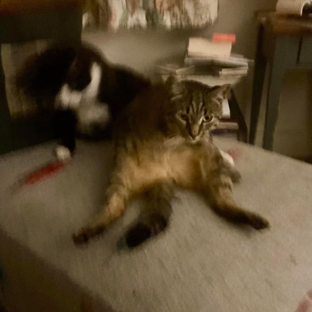 Blurry picture of a tuxie and tabby cat; only the tabby’s face is still and in focus. 
