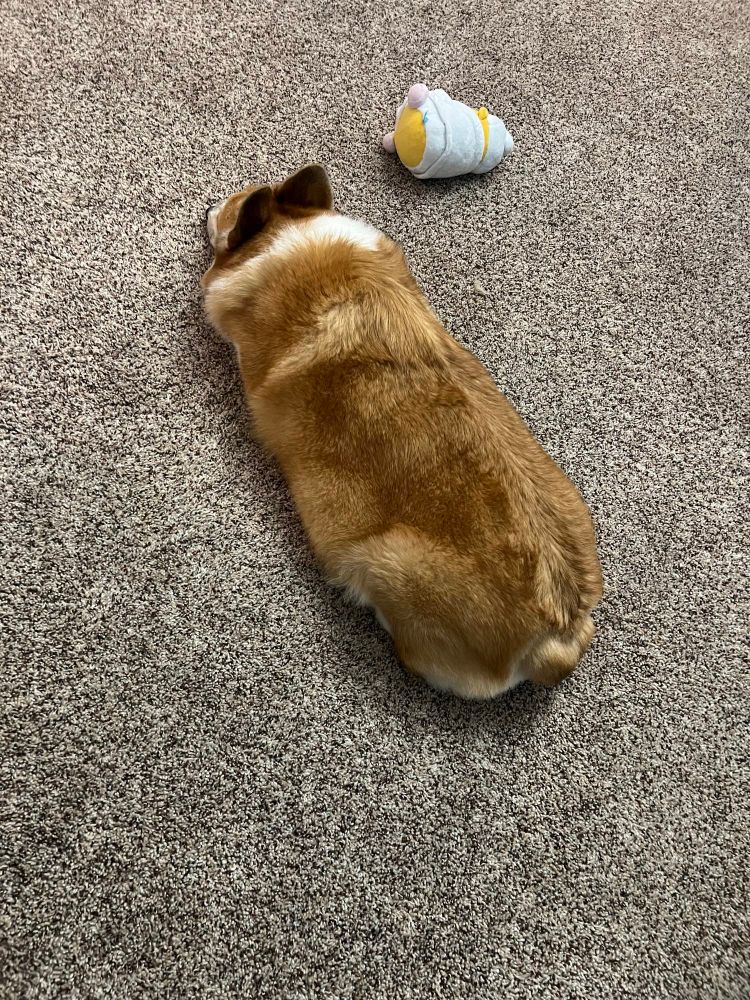 Corgi laying down with arm and legs tucked in