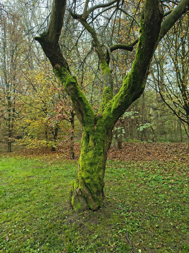 Albero con tronco coperto di muschio verde brillante, intonato al prato.