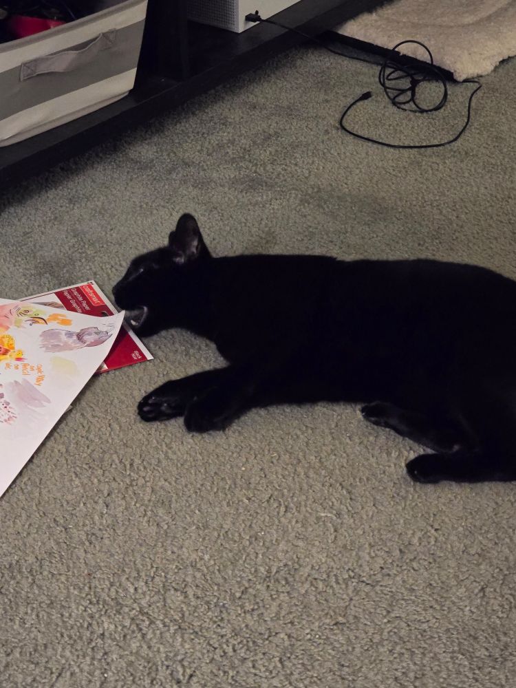 Black cat laying on the ground mouth open, trying to gnaw on paper