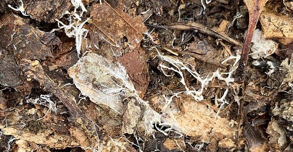 A close up look a mycelium threads on a forest floor.