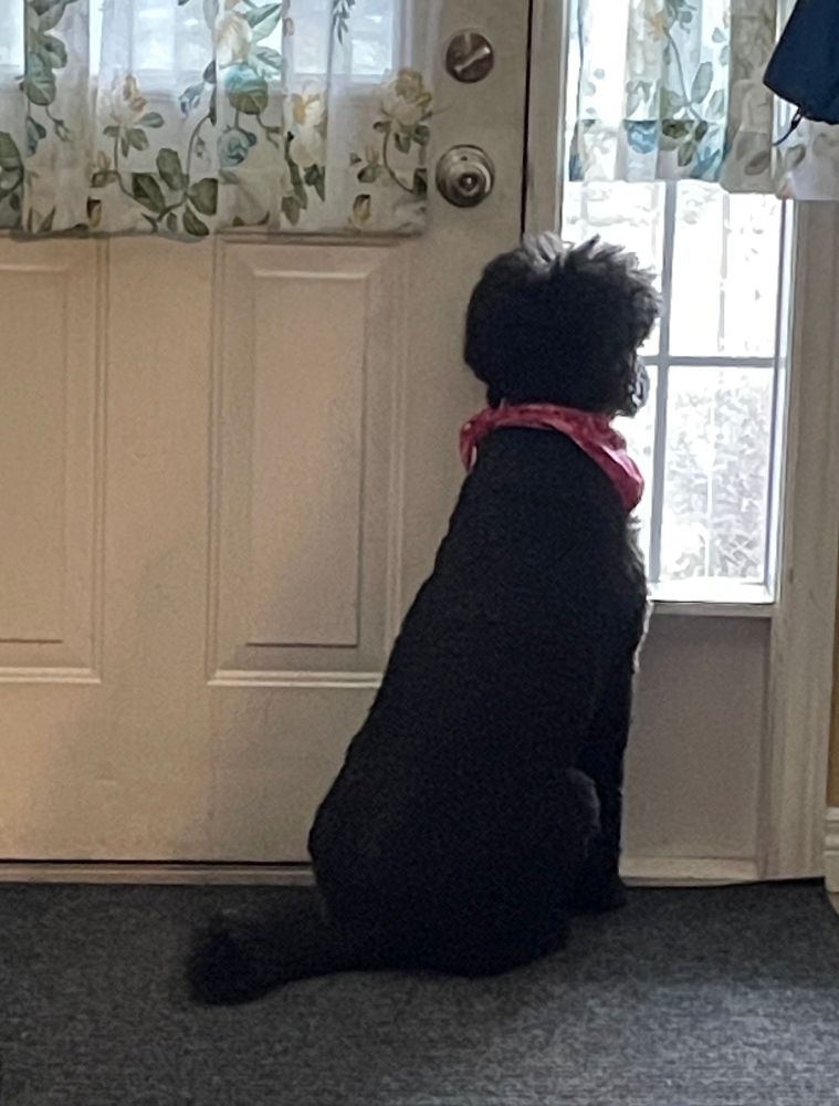 A black standard poodle wearing a pink banana as seen from behind as she stares out the front door side window, waiting for the final person in our house to return. She’s sitting on a black mat. The light is dim, gloaming really.