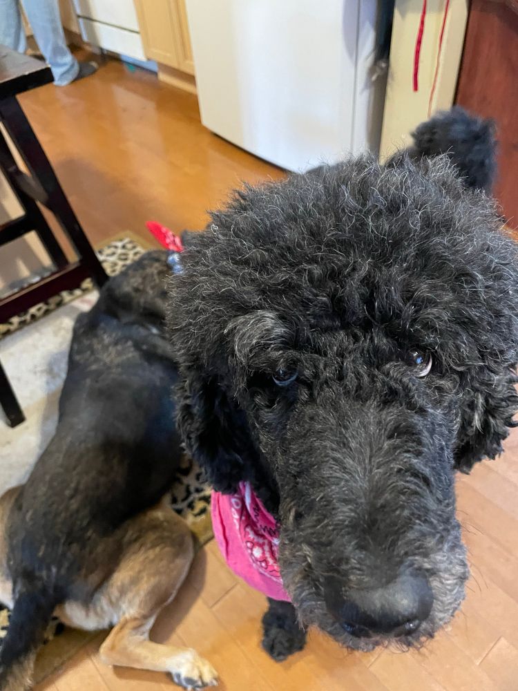 A black standard poodle photobombing my picture of a black and tan shepherd mix lying on the kitchen floor. She is looking right into the camera, her head looming very large. Her expression is a mix of resentment and fury. She is wearing a pink bandana.