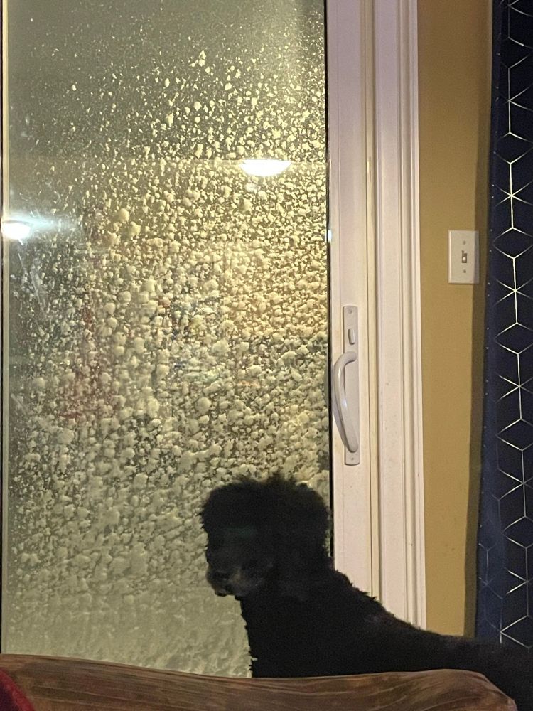 The poodle with her head turned facing the camera like, “Whoa. That’s a lotta snow.”