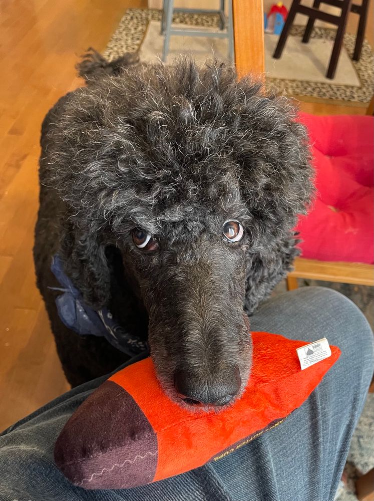 A black standard poodle rests her orange stuffy on a human’s jean covered leg as she looks up at the camera with big puppy dog eyes.