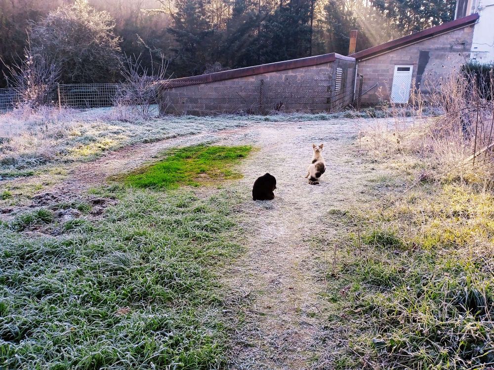 2 cats, gravel driveway slowly being reclaimed by nature, eww frost and cold... Rural France 