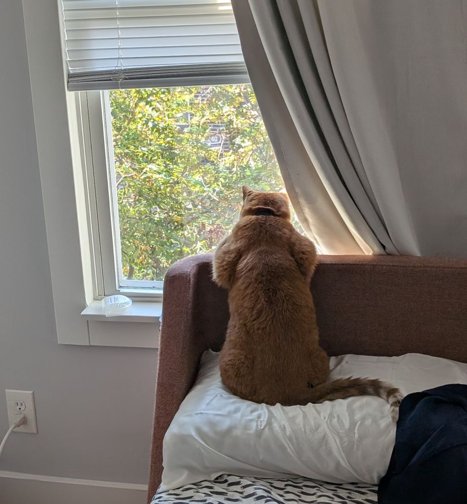 An orange tabby cat site with his haunches on a pillow and his front legs propped up on the headboard. He leans over the back of the headboard to look out the window behind it at the sunlit trees outside 