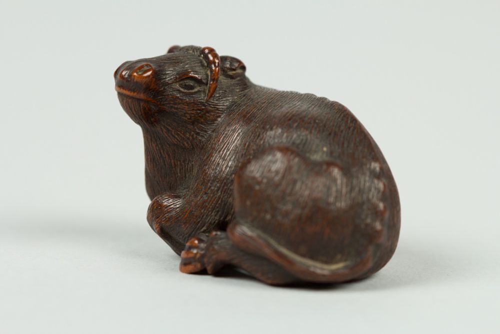 A wooden netsuke of a recumbent ox. Its horns, nostrils, top lip, and toenails are polished to a shine while the rets of it is carved with a fine fur texture. Its tail is curled around its left leg and its vertebrae are visible in its back as it lifts its head. The piece is about an inch tall.