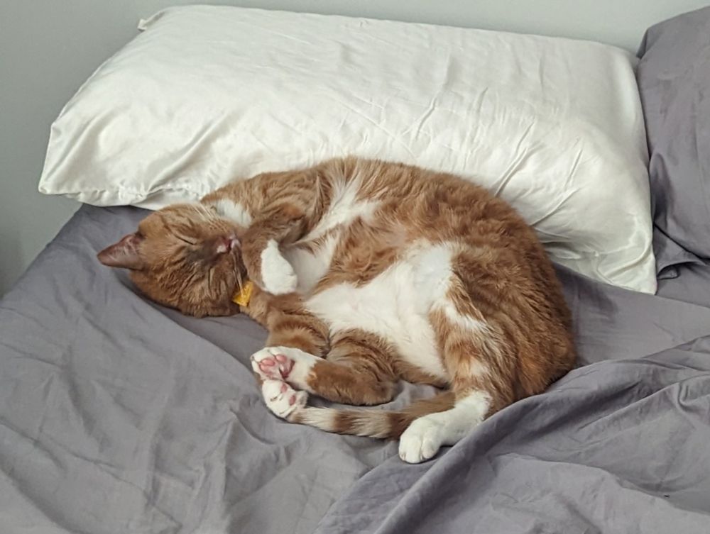 Cheez-It, an orange and white mackerel tabby, lays on a bed with his back against a pillow. His belly is facing towards the camera, and he's curled so his head is almost upside-down