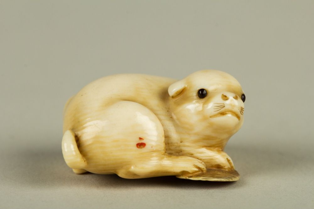 An ivory netsuke of a puppy. The puppy has huge black eyes, a round head, and is curled up, almost cowering away from the camera.