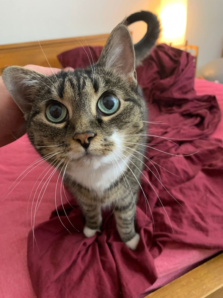A tabby cat with a white chin, chest, and paws looks up into the camera with wide green eyes.   A hand reaches into frame to scratch her head.  Pay no attention to the messy unmade bed in the background.