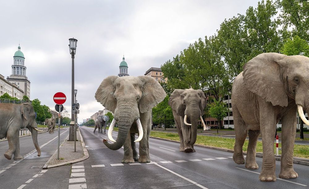 Wir haben mit Photoshop alle Autos aus Fotos der Berliner Innenstadt entfernt und durch Elefanten ersetzt, wissen jetzt aber leider nicht, was wir damit eigentlich sagen wollen