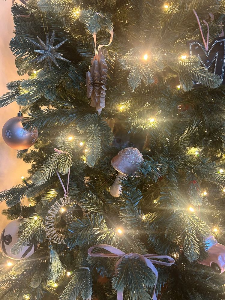 A Christmas tree hiding a little beast