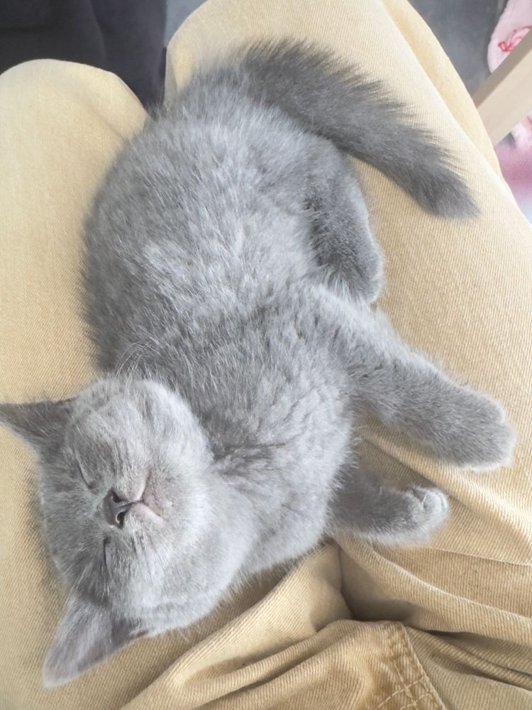 Another kitten asleep