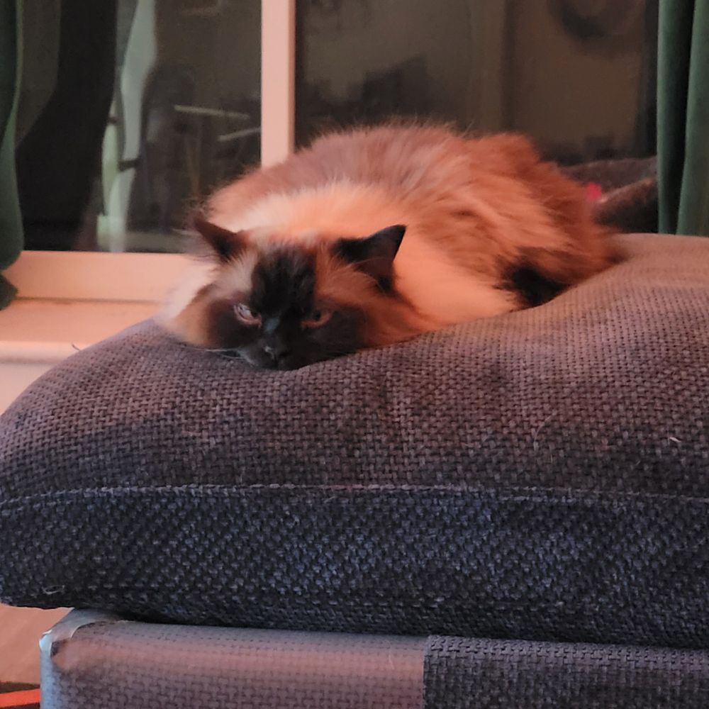Cat laying on couch, with arms posed behind him - resembling a turkey.