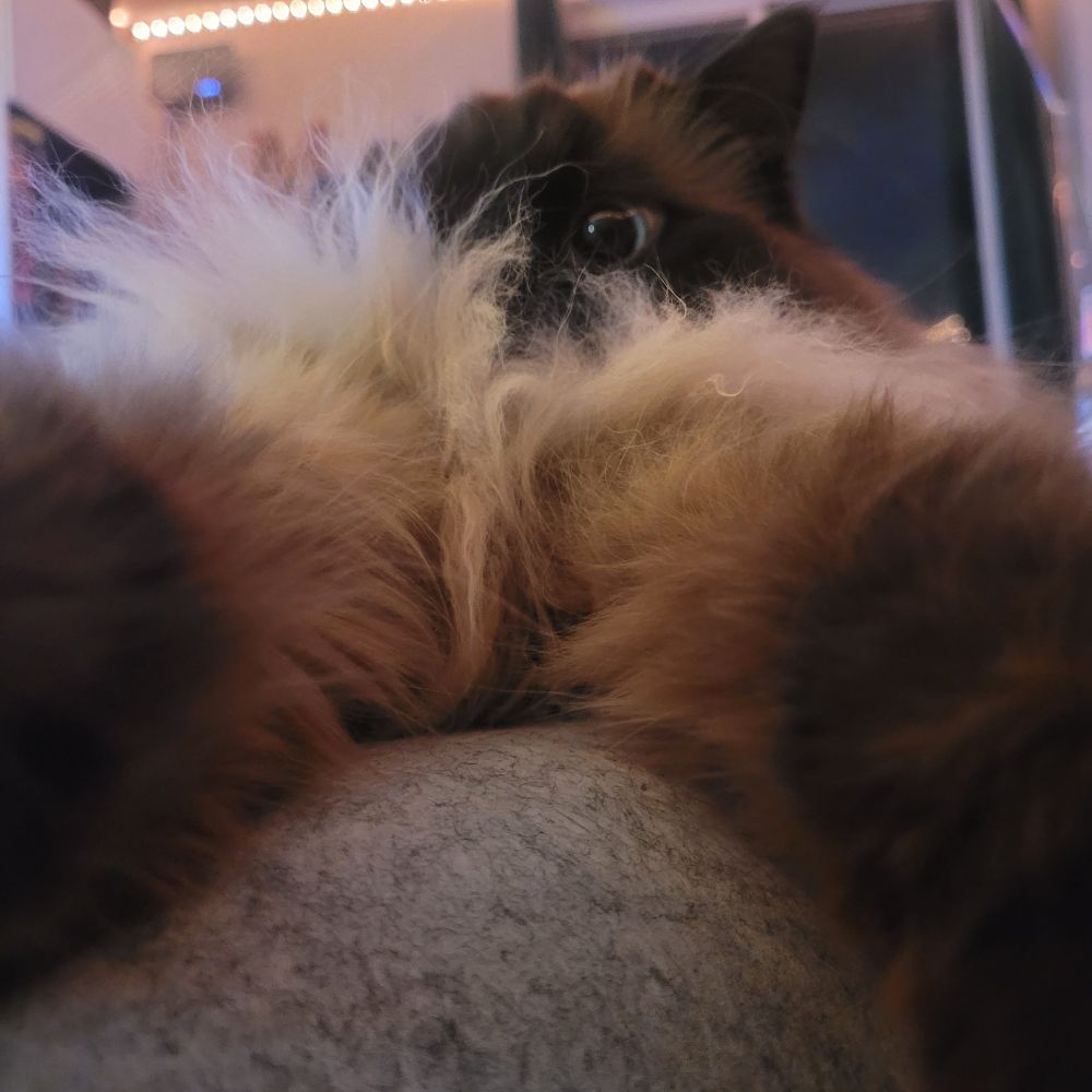 Cat but closer, can only see Fluffy arms.