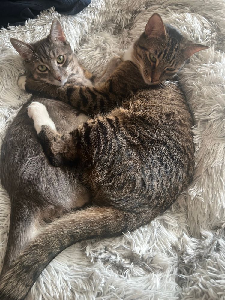 Kitty besties chilling