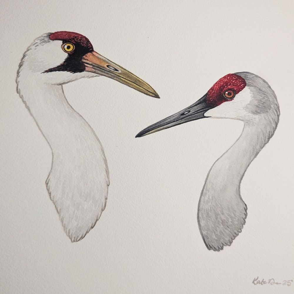Portraits of a Whooping Crane and a Sandhill Crane 