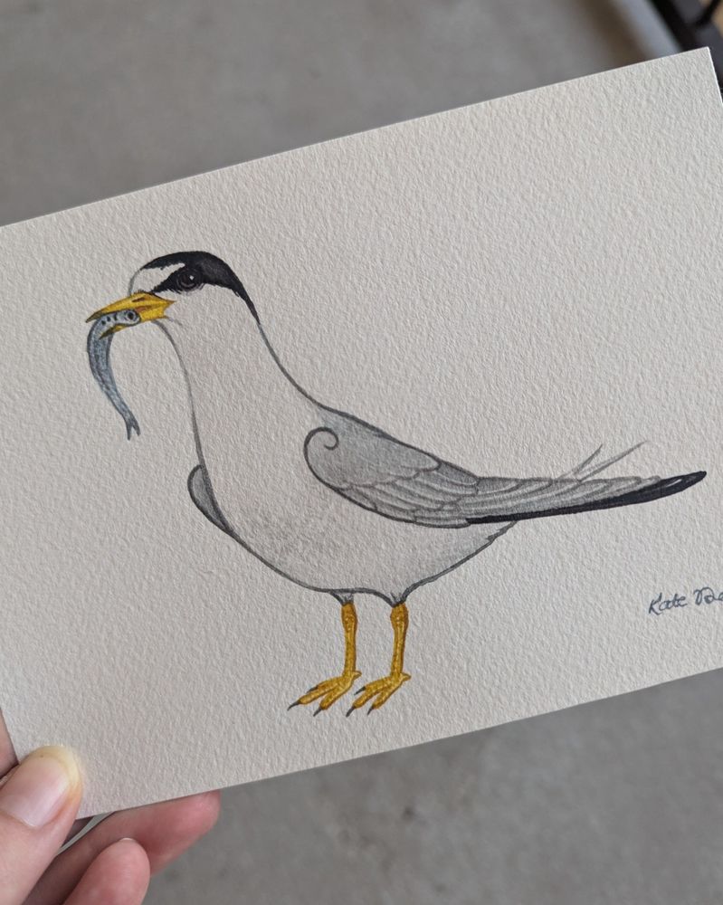 Least Tern painting with a fish in its bill.
