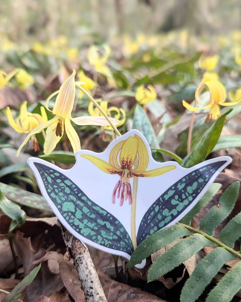A Dimpled Trout Lily sticker sits in a meadow of trout lilies.