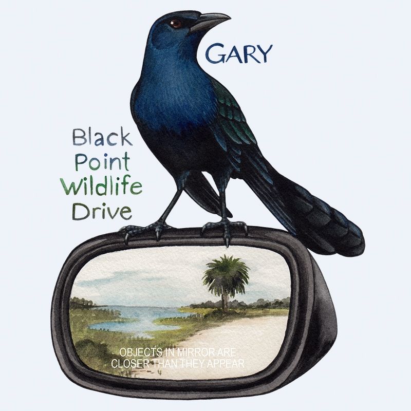 A Boat-tailed Grackle sitting on a car side mirror.