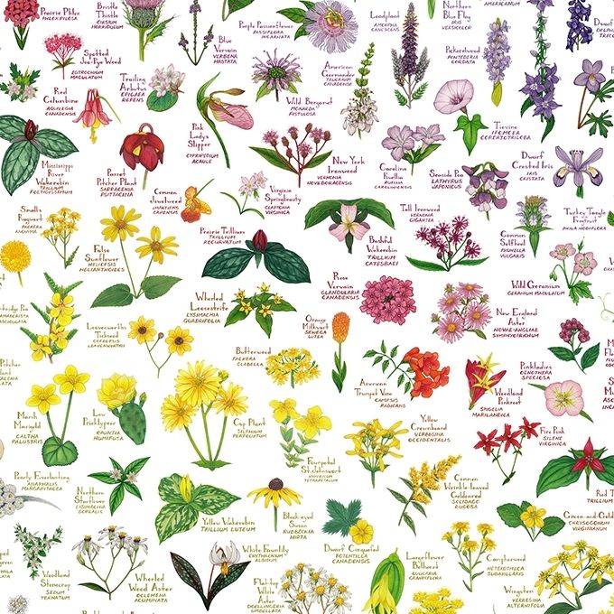A rainbow made of native wildflower watercolor paintings.