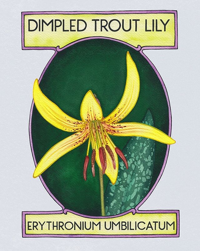 A watercolor painting of a yellow lily with rusty colored speckles and an art nouveau border.